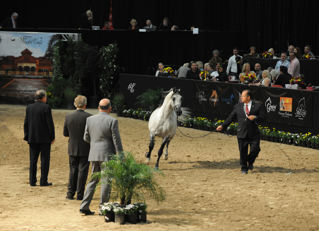 Senior Stallion: El Chall