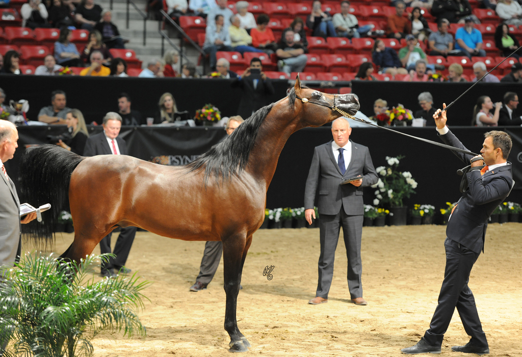 Senior Stallion: El Mago BPA