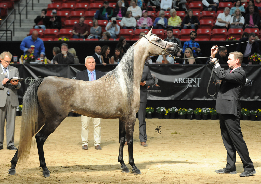 Senior Mare: Impressa MI