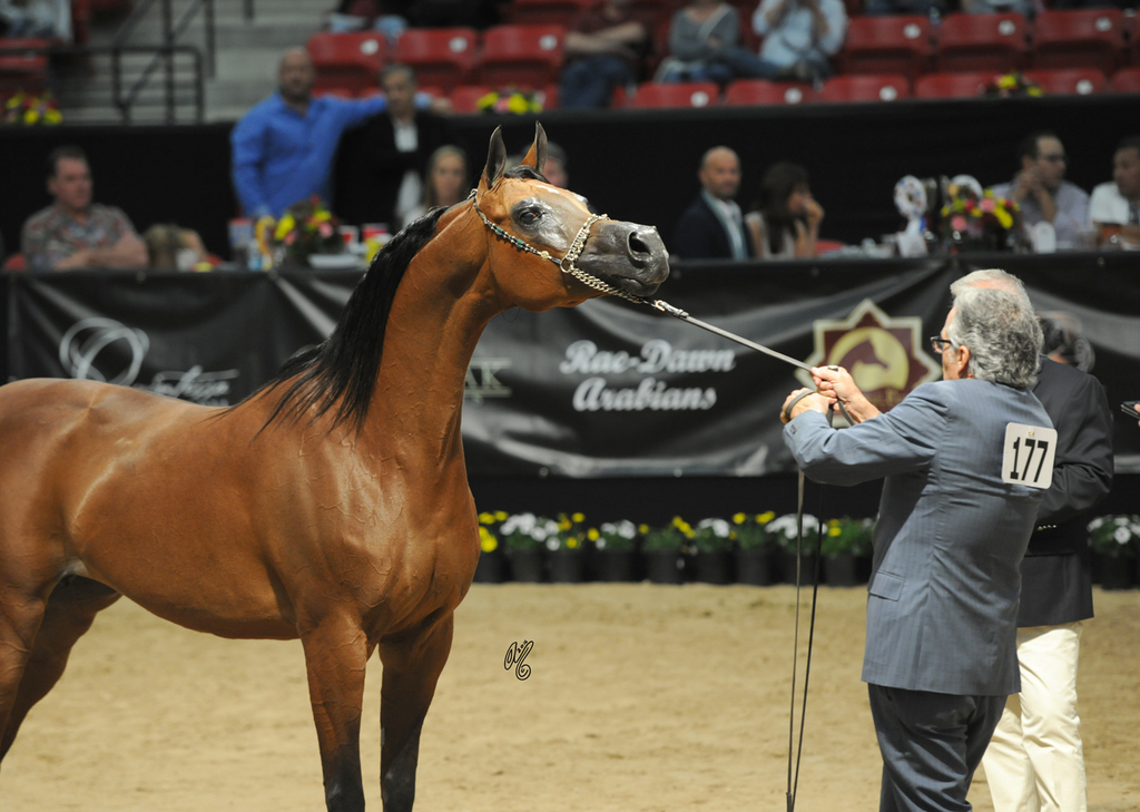 Senior Mare: Marwan Christalrca