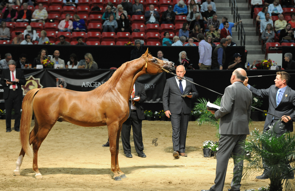 Junior Stallion: CTJ Kuduro