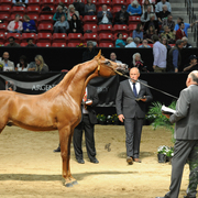 Junior Stallion: CTJ Kuduro