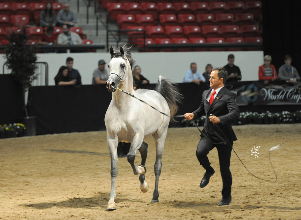 Junior Stallion: Shaheen C