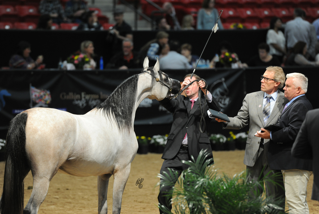 Junior Mare: Naradaa