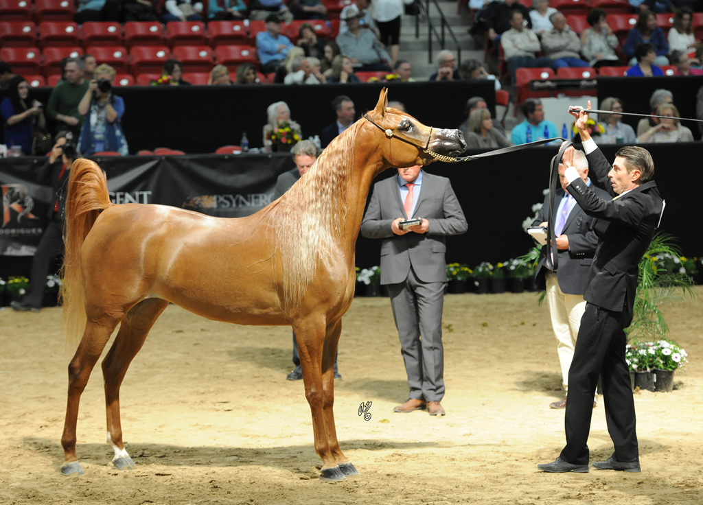 Junior Mare: Satin Doll GA