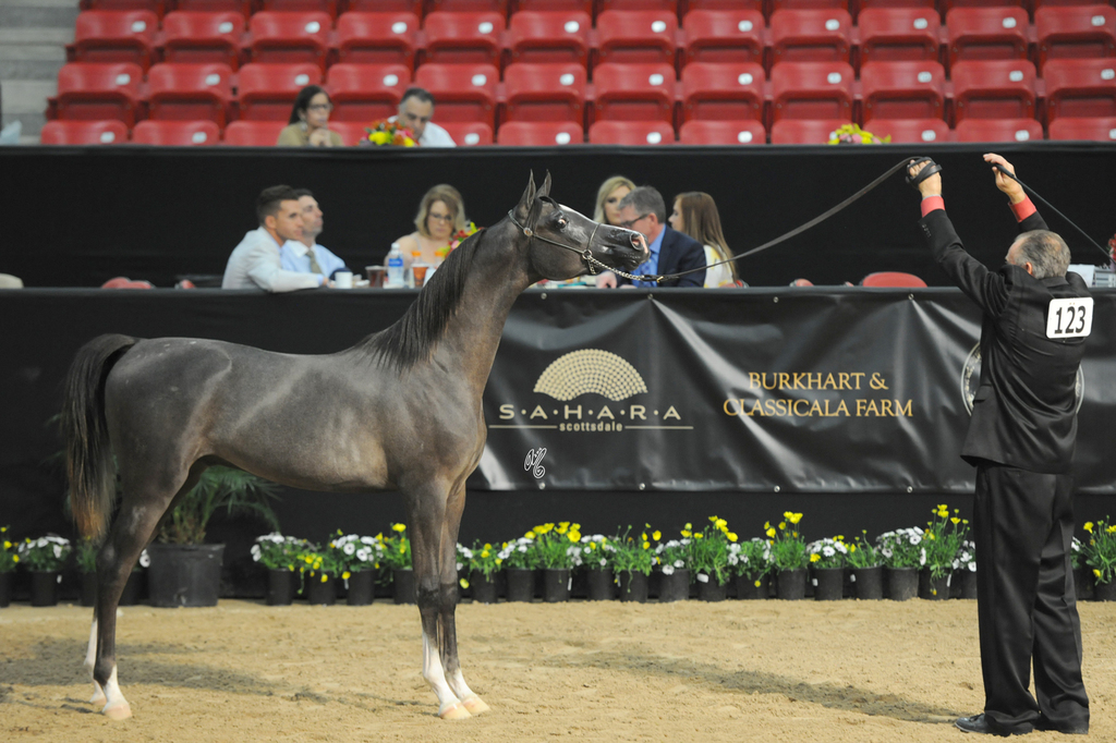 Yearling Colt: Jairo CA