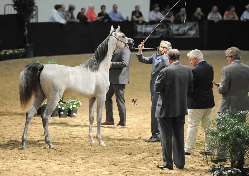 Yearling Filly: Diyannaa
