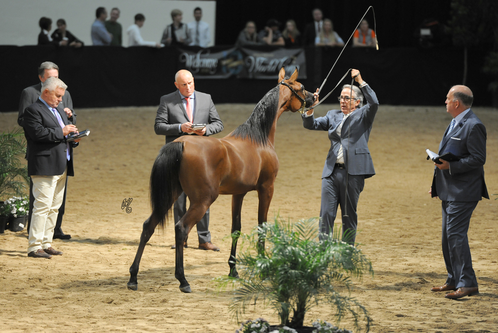 Yearling Filly: MB Doha