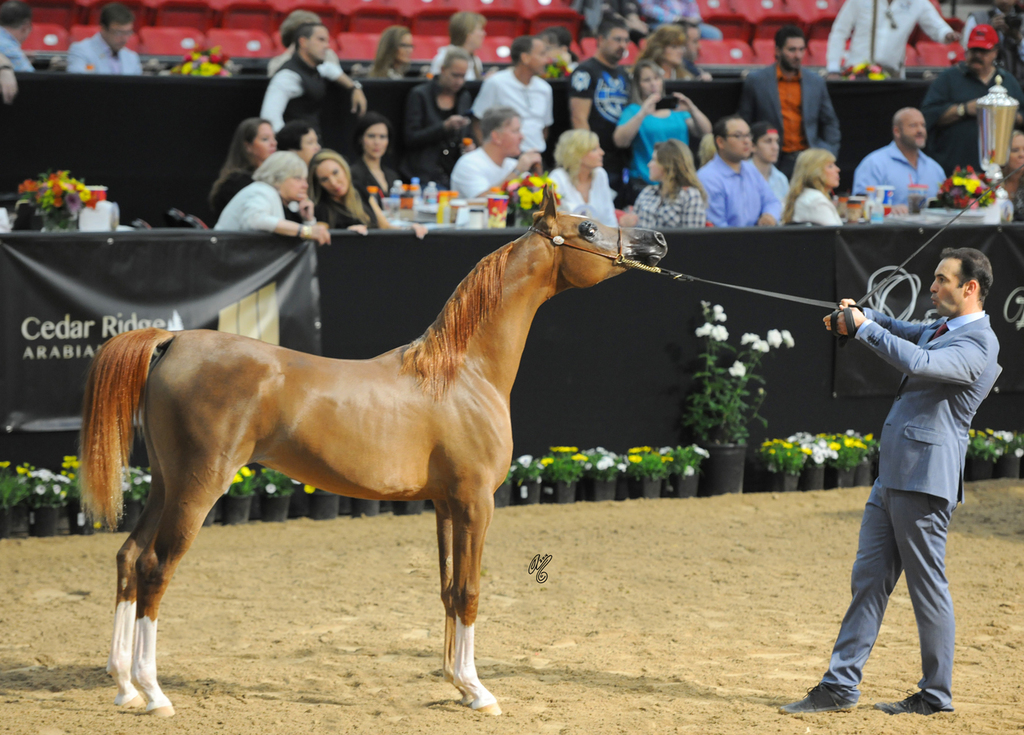 Yearling Filly: Truly Memoraable