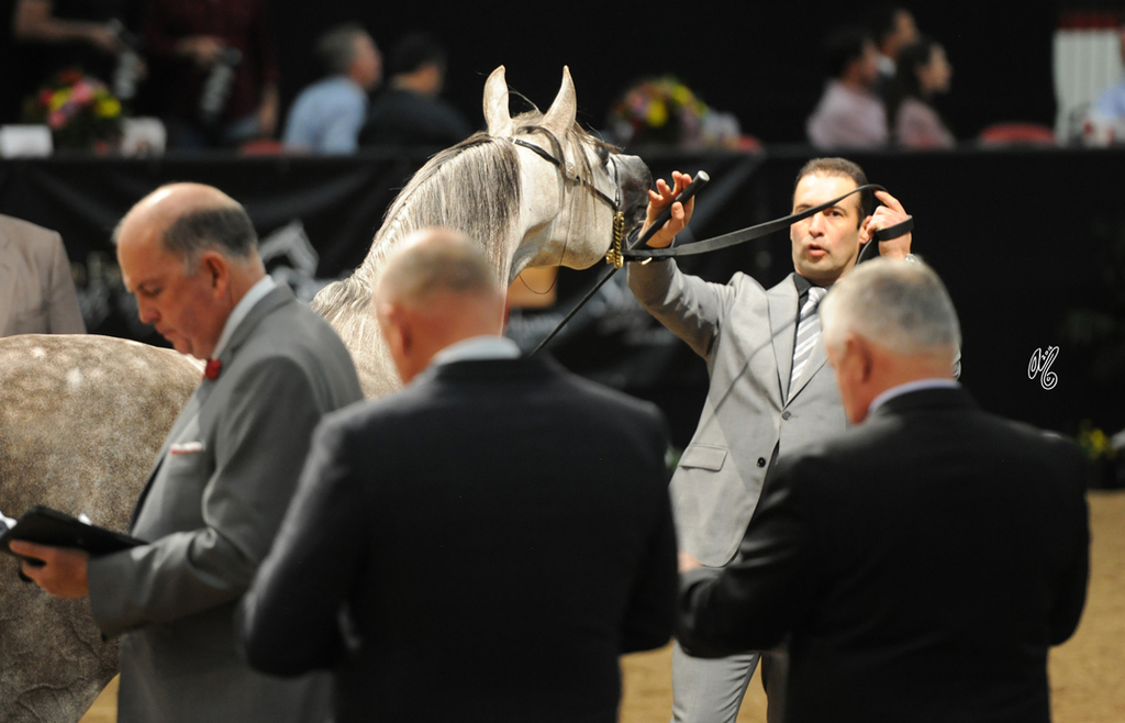 Junior Stallion: Montana Marjan