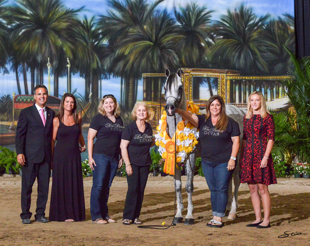 Senior Stallion Bronze Champion: Desha Wahiid (Laheeb Al Nasser X Alfabia Salaa). Photo by Don Stine