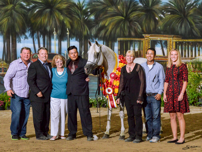 Senior Stallion Silver Champion: Shah Mishaal RCA  (Mishaal HP X Bint Asila RCA). Photo by Don Stine