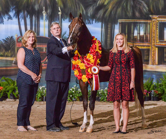 Junior Stallion Silver Champion: Caiiro (Alixir X Good Faith). 

Photo by Don Stine