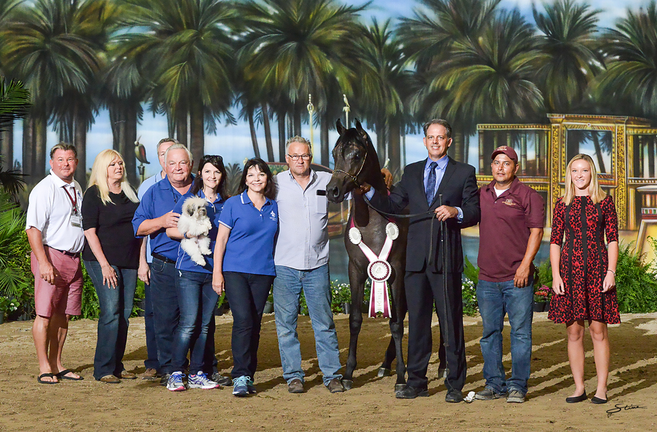 EBC Colt Reserve Champion: Apalo DB (Bellagio RCA X Makeda DB).

Photo by Don Stine