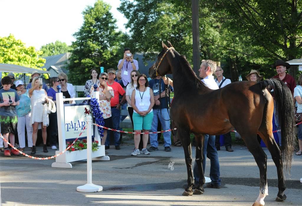 Barn Parties! Botswana being presented at Talaria...!!!