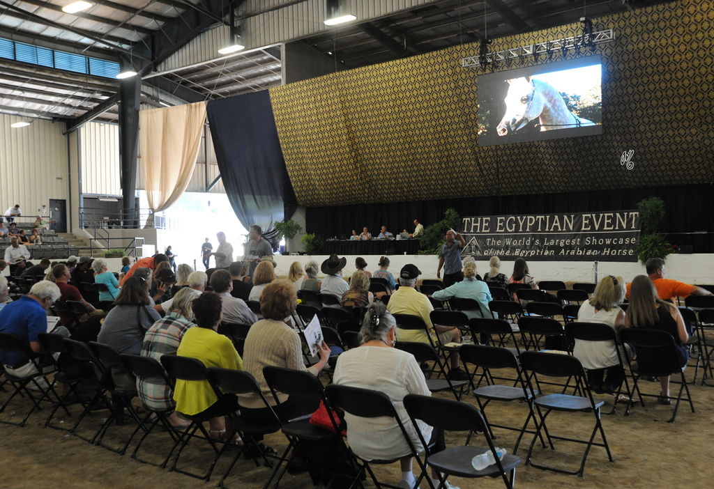 Egyptian Breeders Challenge: Live Stallion Auction