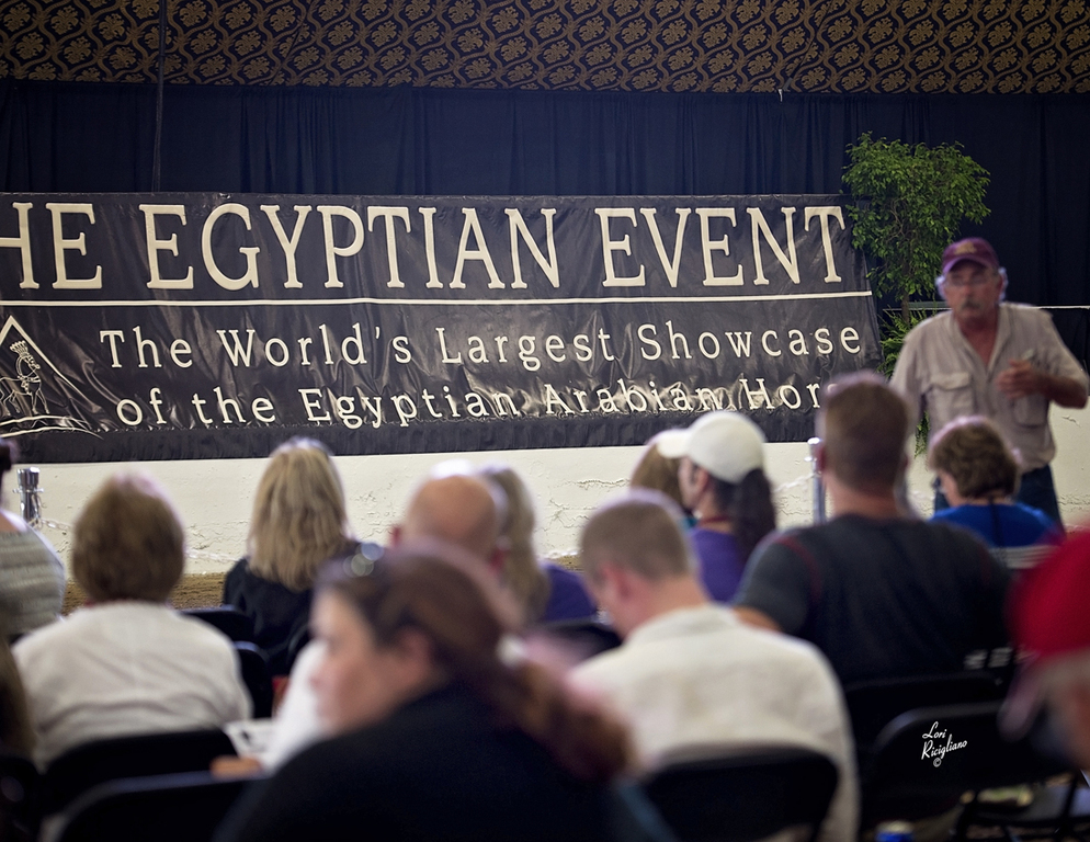 Egyptian Breeders Challenge: Live Stallion Auction. Photo by Lori Ricigliano