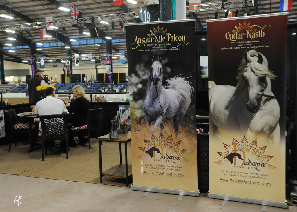 The concourse...Hadaya Arabians