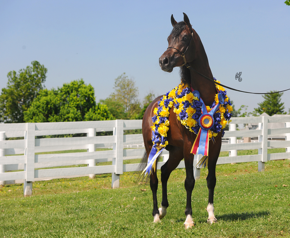 2016 Egyptian Event Senior Stallion Gold Champion: Ibn Raad (Scapa X LPS Thunderstruck) 