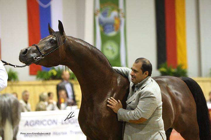 Marwan Al Shaqab, the 2008 All Nations Cup Gold Champion Senior Stallion...photo by Erwin Escher