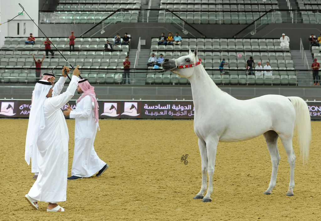 The 2016 Qatar International Arabian Horse Show: Sheikh Hamad with Champion Mare, Rayyana Al Aliya...photo by Lisa Abraham
