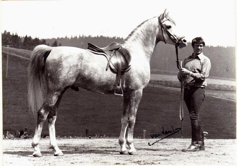 When *El Shaklan Beat the Warmbloods in Germany