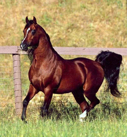 When the Orphan Set the Track Record