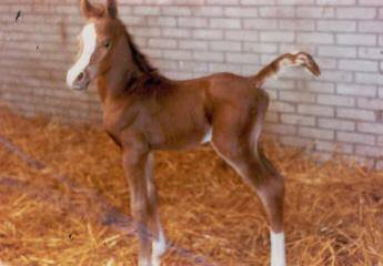 When Padron Was Born