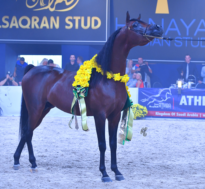 Senior Stallion Gold Champion: AKS Alihandro (Marwan Al Shaqab X OFW Psylhouette)