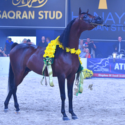 Senior Stallion Gold Champion: AKS Alihandro (Marwan Al Shaqab X OFW Psylhouette)