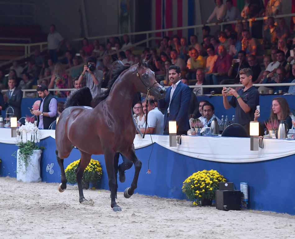 Senior Stallion Gold Champion: AKS Alihandro (Marwan Al Shaqab X OFW Psylhouette)