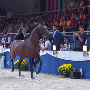 Senior Stallion Gold Champion: AKS Alihandro (Marwan Al Shaqab X OFW Psylhouette)