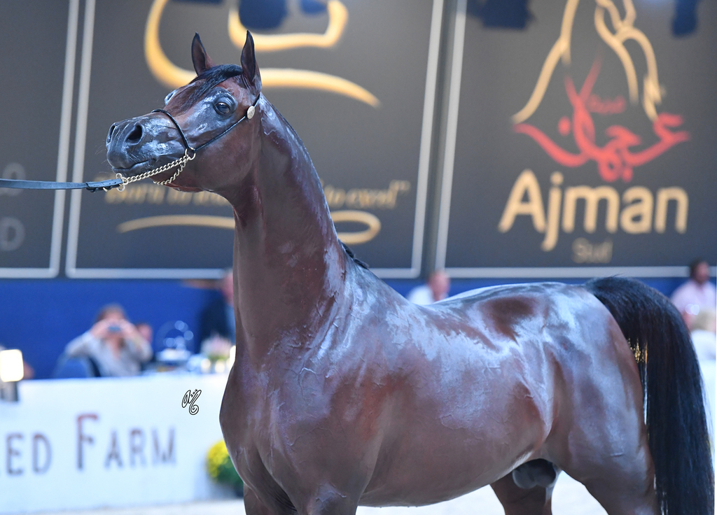 Senior Stallion Gold Champion: AKS Alihandro (Marwan Al Shaqab X OFW Psylhouette)