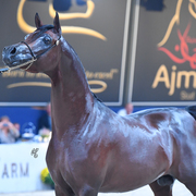 Senior Stallion Gold Champion: AKS Alihandro (Marwan Al Shaqab X OFW Psylhouette)