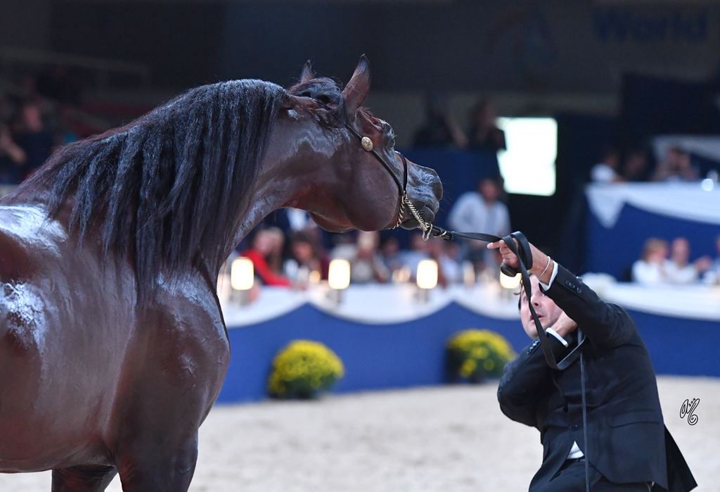 Senior Stallion Gold Champion: AKS Alihandro (Marwan Al Shaqab X OFW Psylhouette)