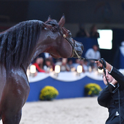 Senior Stallion Gold Champion: AKS Alihandro (Marwan Al Shaqab X OFW Psylhouette)
