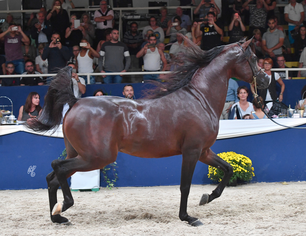 Senior Stallion Gold Champion: AKS Alihandro (Marwan Al Shaqab X OFW Psylhouette)