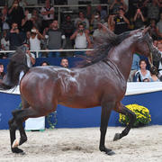 Senior Stallion Gold Champion: AKS Alihandro (Marwan Al Shaqab X OFW Psylhouette)