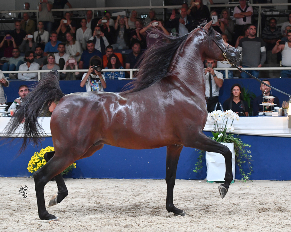 Senior Stallion Gold Champion: AKS Alihandro (Marwan Al Shaqab X OFW Psylhouette)