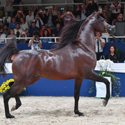 Senior Stallion Gold Champion: AKS Alihandro (Marwan Al Shaqab X OFW Psylhouette)