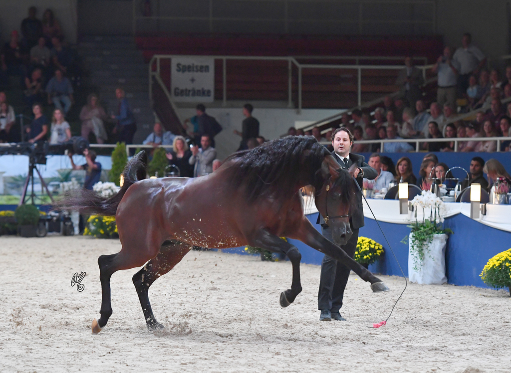 Senior Stallion Gold Champion: AKS Alihandro (Marwan Al Shaqab X OFW Psylhouette)