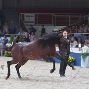 Senior Stallion Gold Champion: AKS Alihandro (Marwan Al Shaqab X OFW Psylhouette)