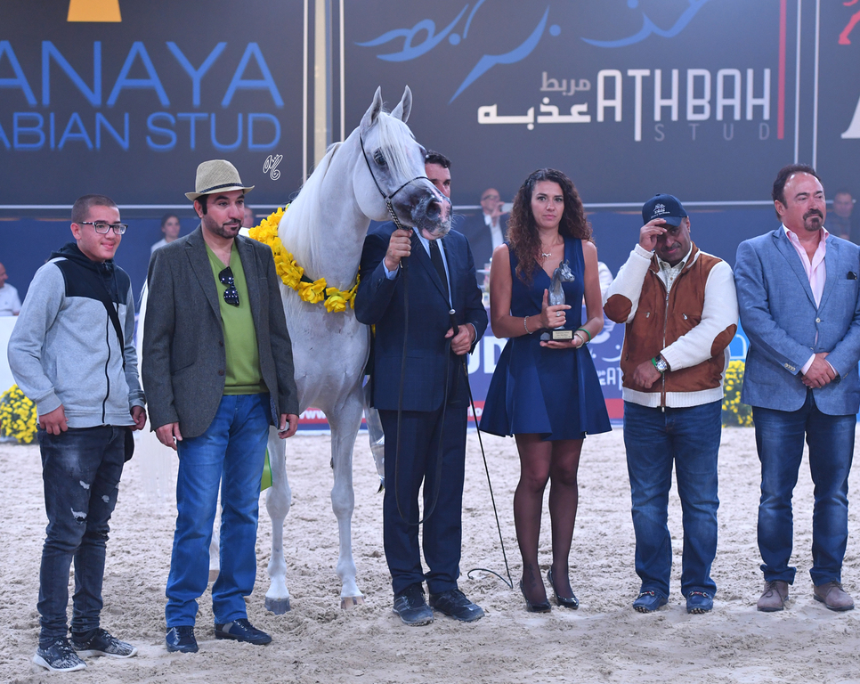Senior Stallion Silver Champion: Shanghai EA (WH Justice X Salymah) 