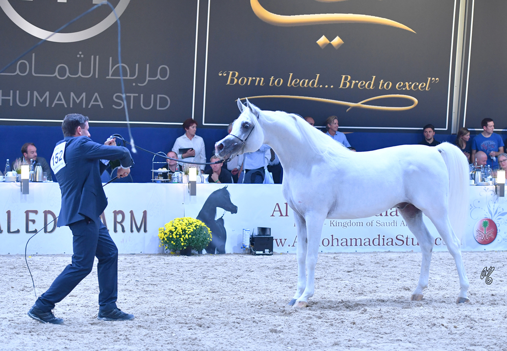 Senior Stallion Silver Champion: Shanghai EA (WH Justice X Salymah) 