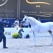 Senior Stallion Silver Champion: Shanghai EA (WH Justice X Salymah) 