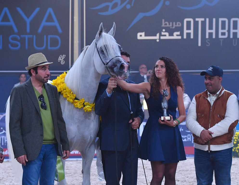 Senior Stallion Silver Champion: Shanghai EA (WH Justice X Salymah) 