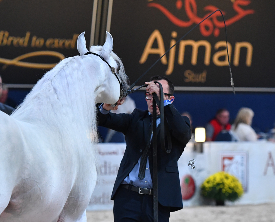 Senior Stallion Bronze Champion: AJA Angelo (WH Justice X AJA Aaisha)