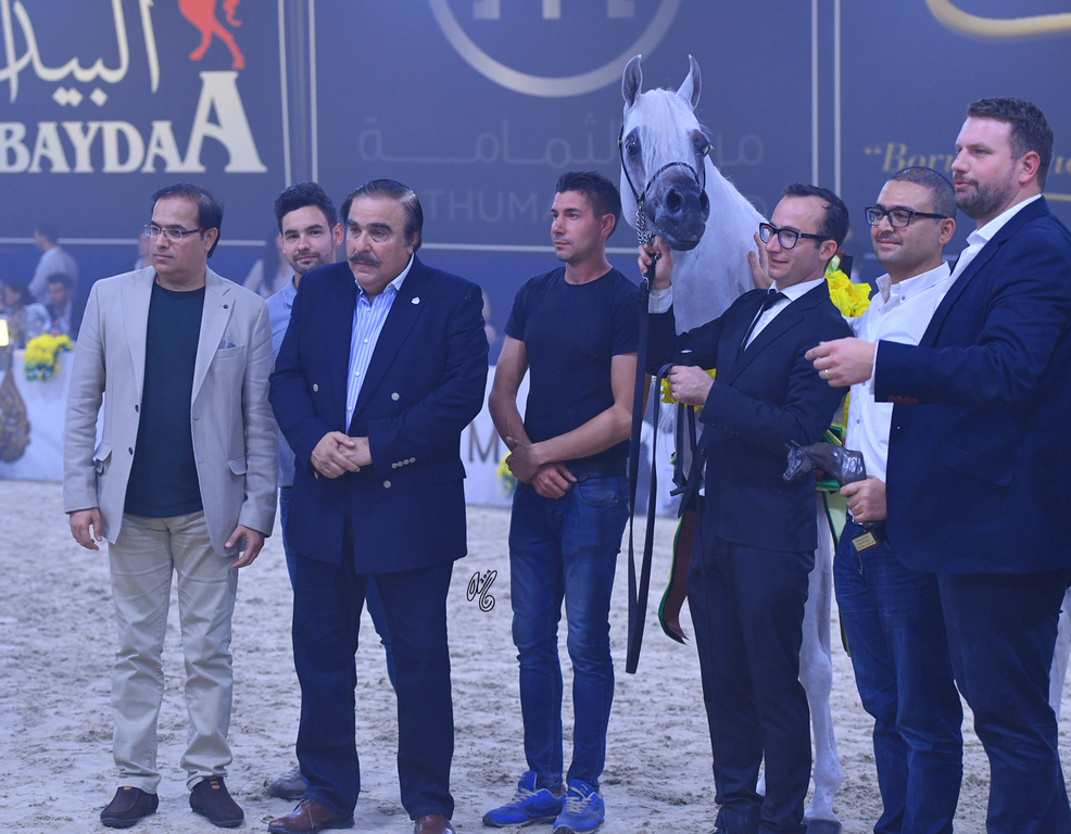 Senior Stallion Bronze Champion: AJA Angelo (WH Justice X AJA Aaisha)