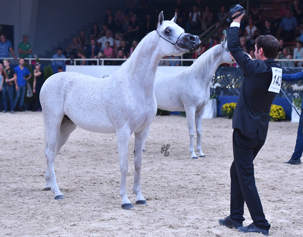 Senior Mare Gold Champion: Tehama Ballalina (Tehama Na Sidaqa X JJ Shai Majestic Queen)
