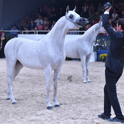Senior Mare Gold Champion: Tehama Ballalina (Tehama Na Sidaqa X JJ Shai Majestic Queen)
